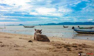 The Pier - Thong Sala - 3