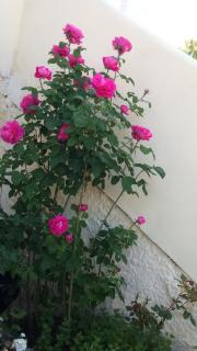 Rose Garden Rooms - Moraitika - 9