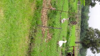 Hoyohoyo Machadostud Lodge - 6