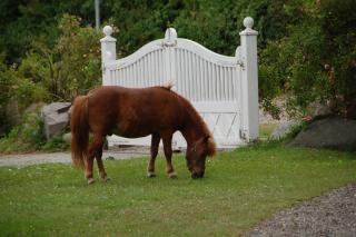 Ostseepferdehof - Neukirchen - 8