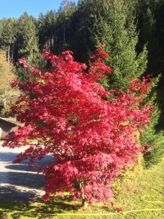 Gasthof Waldrast - Zell am Ziller - 3