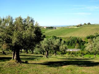 Agriturismo Tenuta Santa Maria - Notaresco - 2