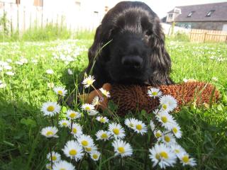 Lady Macbeths Rest - Banchory - 3