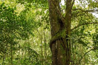 Kuyana Amazon Lodge - Archidona - 2