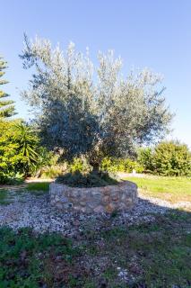 Can Tut - Campanet - 6