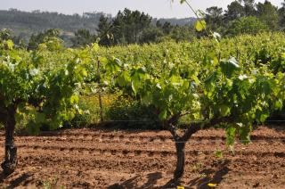 Quinta da Serrana - Ourém - 7