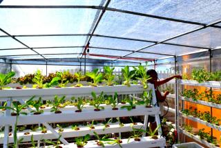 Guerrera Rice Paddy Villas - 1