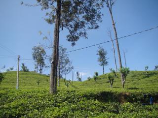 Ella Tea Land View - Ella - 3