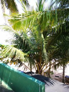 Frangipani Beach Villa - 6