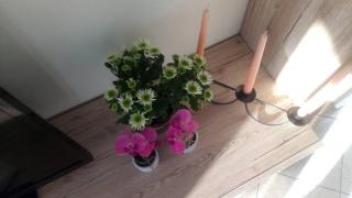 Jordanapartment - Poreč - 2