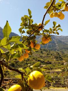 Hotel Apartament Sa Tanqueta De Fornalutx - Adults Only - Fornalutx - 1