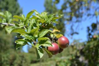 Cabanas Manzanal - 1