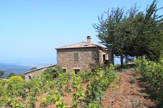 Podere Soccorso - Montalcino - 5