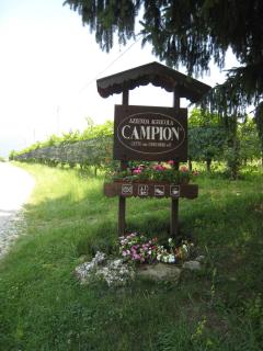 Azienda Agricola Campion - Valdobbiadene - 6