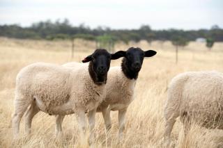 Gilgraves Vineyard Farmstay - Axedale - 5