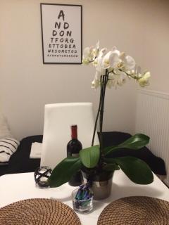 Apartament Fibra Mocca - Rybnik - 2