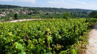 Quinta da Serrana - Ourém - 6
