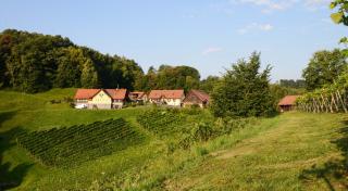 Weingut & Buschenschank Pölzl - Großklein - 9