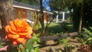 Rose of Sharon - Amanzimtoti - 5