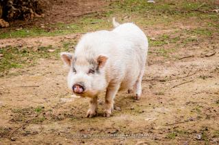 Quinta Manel da Gaita - Torres Novas - 2