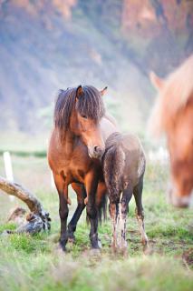Akurgerði Guesthouse 6 - Country Life Style - 5