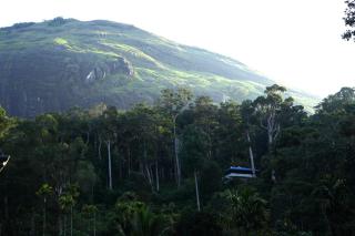 Green Shades - Munnar - 8