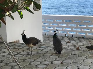 Maxanika - Jacmel - 3