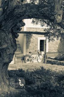 Encanto y Hadas - 6