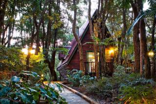 The Mouses House Rainforest Retreat - Springbrook - 6