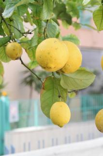 Il Giardino Dei Limoni - Gaeta - 0