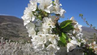 Picaza del Jerte - 6