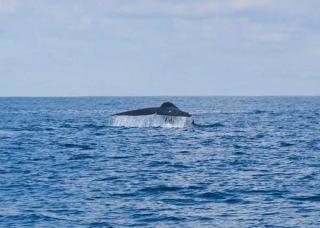 GG Lodge Mirissa - 1