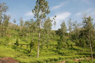 Relaxing 2 B/R Estate House, Deenaty, Tamil Nadu - 4