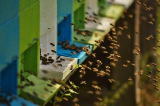 Sleeping with the bees Kozjak - Kobarid - 4