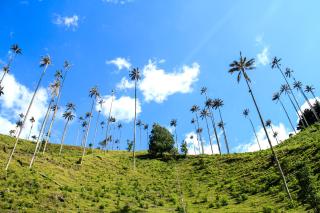 Palmas de Cocora - 6