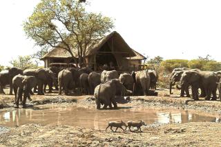 South Okavango - Omogolo Hideaways - Rammu - 4