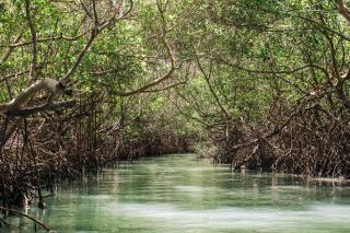 Canoé Brasil - 2