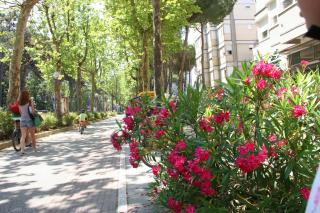 Romea Family Camping - Casal Borsetti - 6