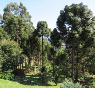 Casa Colina do Sol - Nova Petrópolis - 5