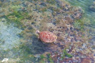 True-FDs Inn - Xiaoliuqiu - 6