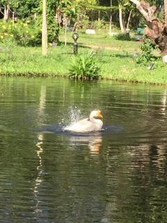 Nubdao Resort&Restaurant - 4