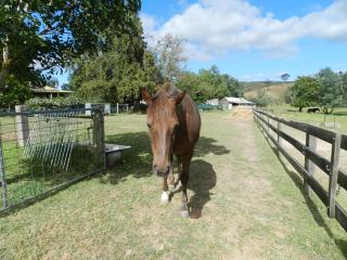 Glenfield Cottage - Yarck - 8