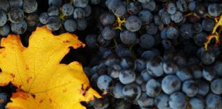 Gästehaus Ringbauer - 1