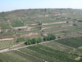 Weingut und Gästehaus Berger - Gedersdorf - 1