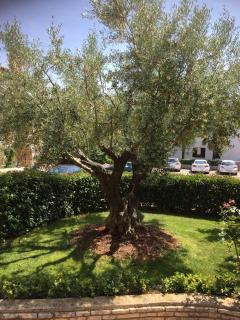 Apartman Alberta - Poreč - 8