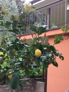 Tonini Apartments - Malcesine - 3