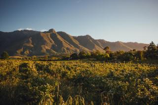 Wildebraam Berry Estate - Swellendam - 0