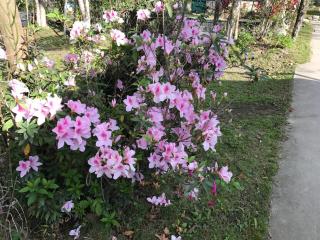 Goose House - Yongan - 3