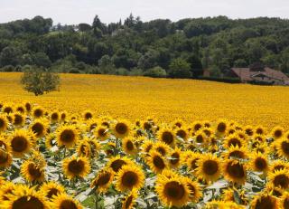 The Retreat @ Le Grand Bois - Miramont-de-Guyenne - 7