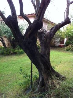 Villa antares - San Teodoro - 8
